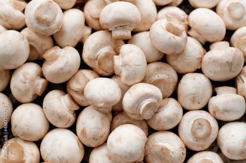 mushrooms mushrooms on the table solid background