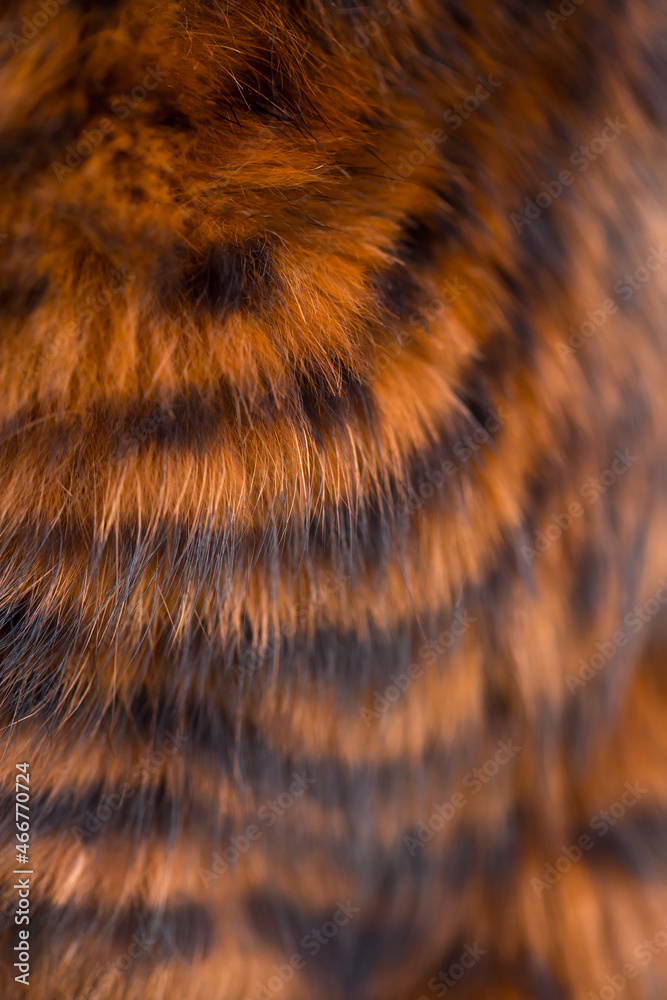 Beautiful striped fur close-up. Texture of red wool. Beautiful striped fur close-up. Texture of red wool.