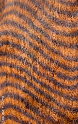 Beautiful striped fur close-up. Texture of red wool.