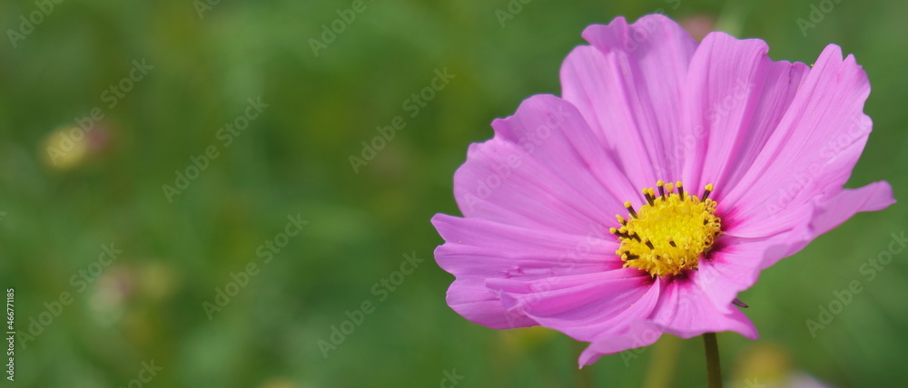 Fototapeta premium 風に揺れる秋桜6