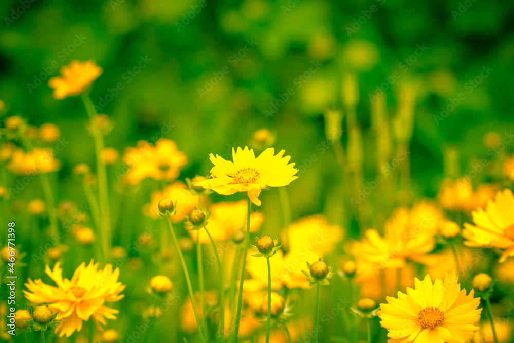Obraz premium Background of yellow flowers. Summer soothing background in the garden
