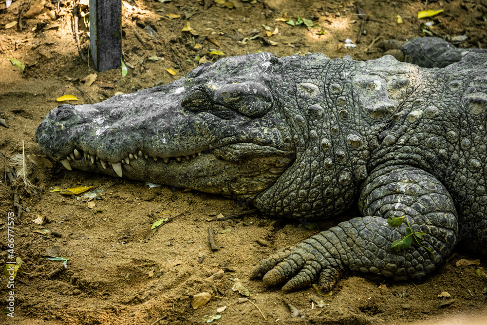 Obraz premium Mugger Or Marsh Crocodile Living At The Madras Crocodile Bank Trust and Centre for Herpetology, ECR Chennai, Tamilnadu, South India