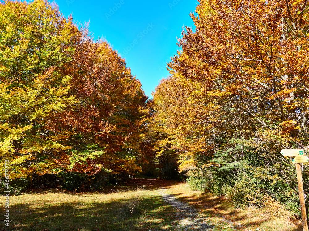 Fototapeta premium Selva Irati en Otoño