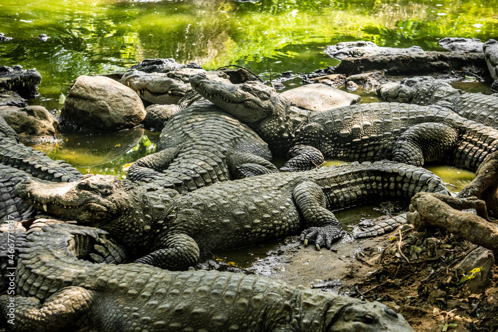 Obraz premium Mugger Or Marsh Crocodile Living At The Madras Crocodile Bank Trust and Centre for Herpetology, ECR Chennai, Tamilnadu, South India