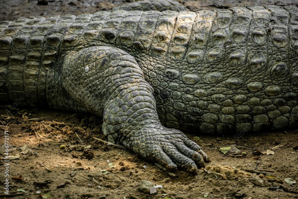 Obraz premium Mugger Or Marsh Crocodile Living At The Madras Crocodile Bank Trust and Centre for Herpetology, ECR Chennai, Tamilnadu, South India