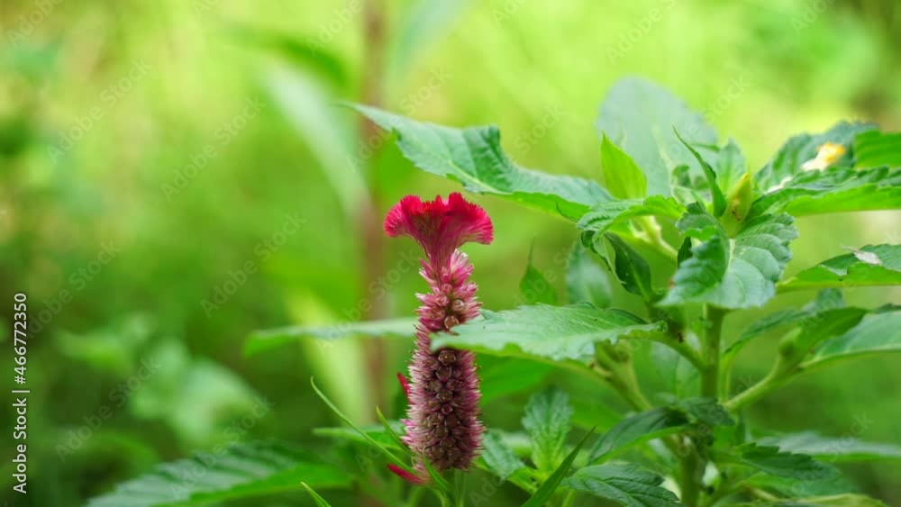 Cockscomb (Commonly called celosia cristata, Celosia argentea, jengger ayam) plant with natural background. They are usually brightly colored, usually red, yellow, pink, or orange, though other colors Cockscomb (Commonly called celosia cristata, Celosia argentea, jengger ayam) plant with natural background. They are usually brightly colored, usually red, yellow, pink, or orange, though other colors