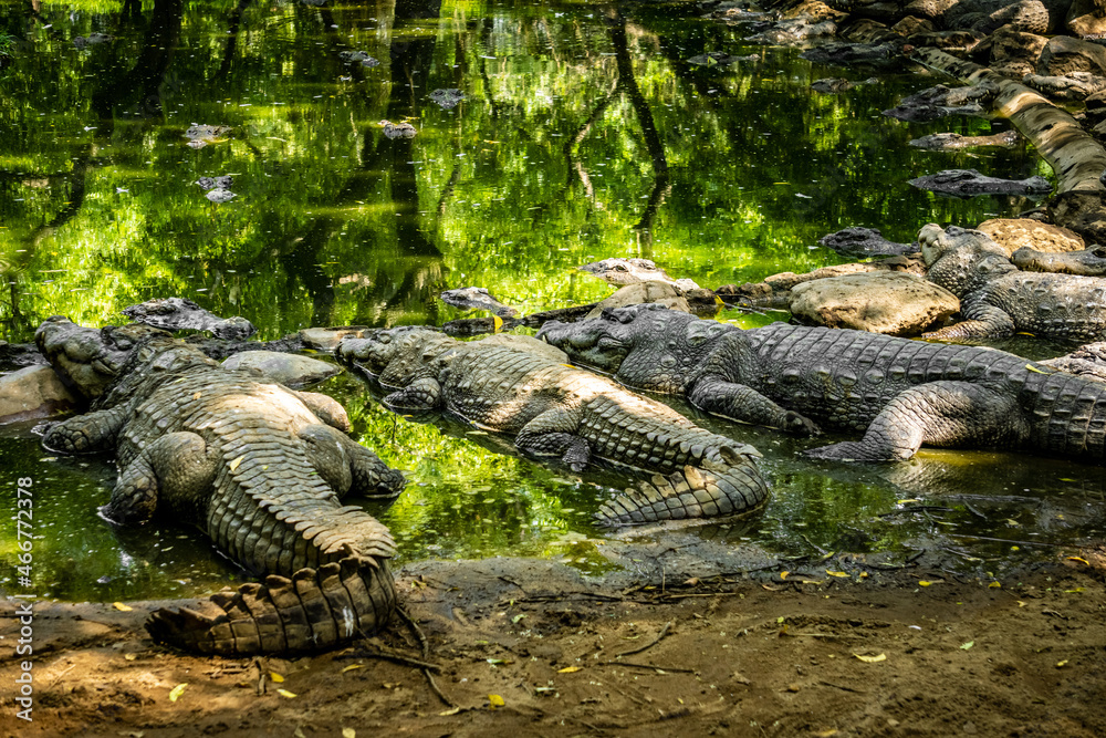 Obraz premium Mugger Or Marsh Crocodile Living At The Madras Crocodile Bank Trust and Centre for Herpetology, ECR Chennai, Tamilnadu, South India
