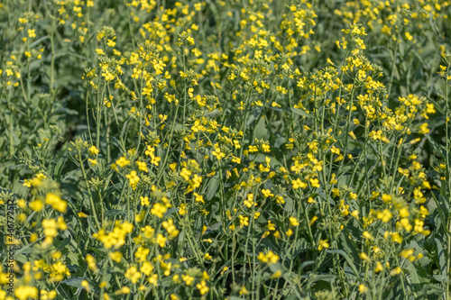 Agriculture, field of canola plants