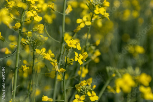 Canola flowers blooming