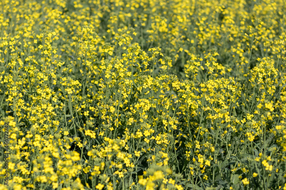 Texture of canola flowers (rapeseed)