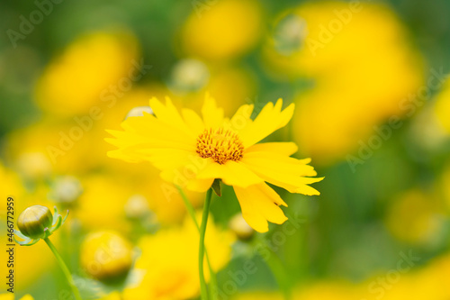 Background of yellow flowers. Summer soothing background in the garden