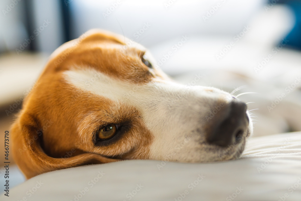Young brown dog sleeping on a sofa - cute pet photography - beagle dog relaxed in the house