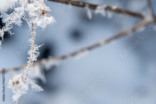 Eiskristalle an einem Zweig © Dieter
