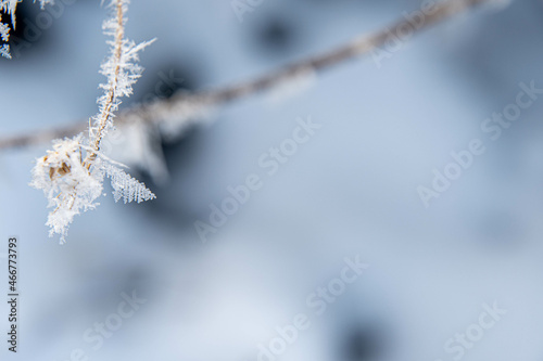 Eiskristalle an einem Zweiglein © Dieter