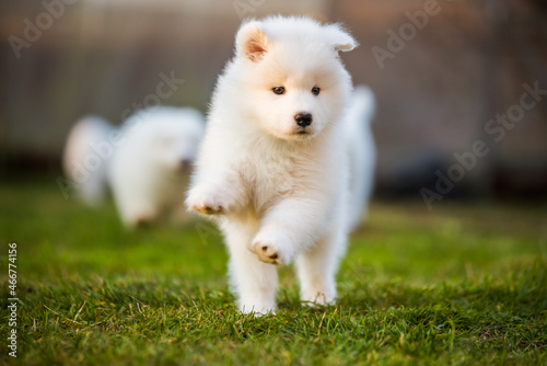 Adorable samoyed puppy running on the lawn