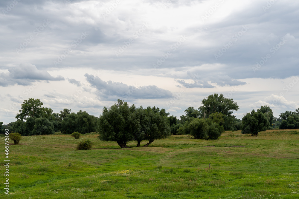 meadow landscape with trees, Hansestadt Werben (Elbe), Germany