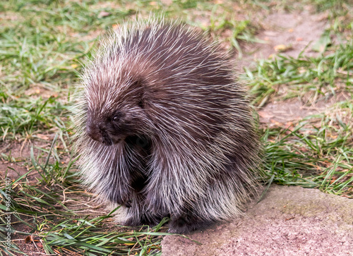 large North American porcupine playing in the grass