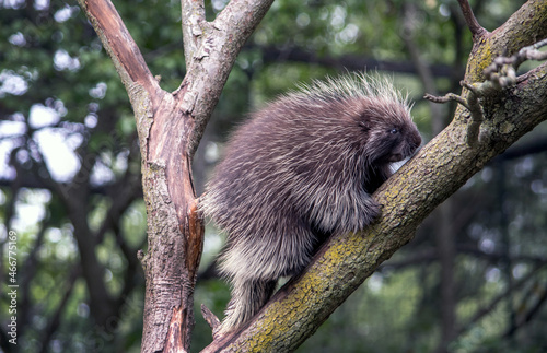 porcupine , a well known tree climber, is out on a limb