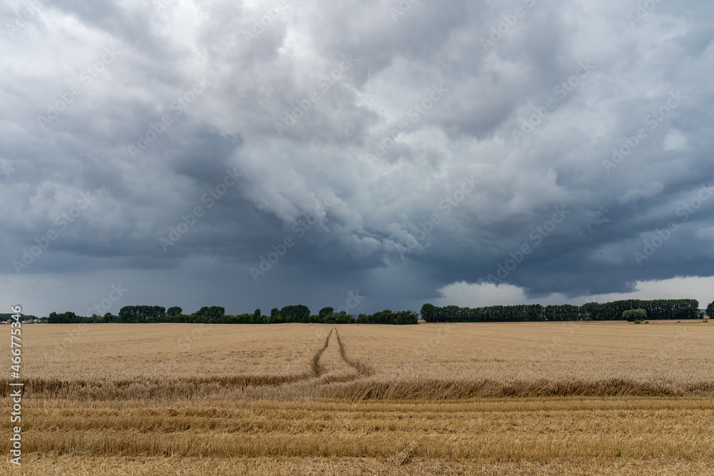 field of wheat and thunder clouds, Am Salzhaff, Germany