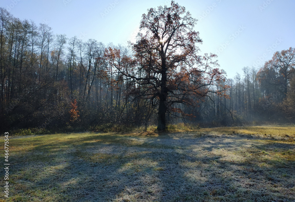 Fototapeta premium Frost on grass. Oak tree on frosty meadow by rising sun.