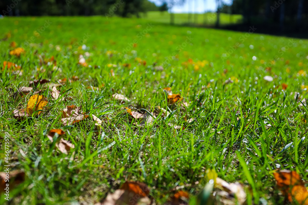 Yellow leaves on green grass the golf course. High quality photo Yellow leaves on green grass the golf course. High quality photo