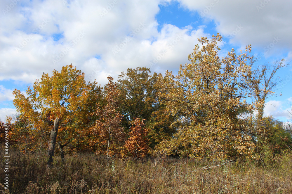 Fall colors with blue sky and clouds and clouds at Wayside Woods in Morton Grove, Illinois