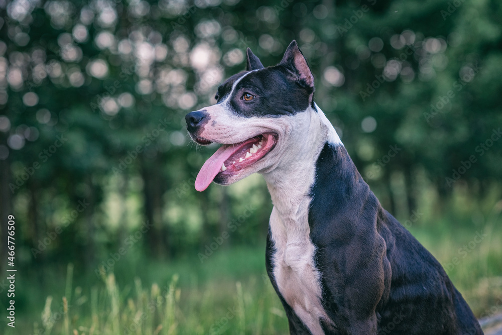 Portrait of a beautiful purebred pit bull terrier-praiter.