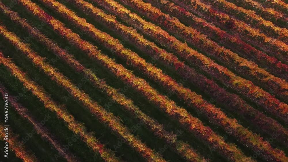 Tuscan landscape vineyard rows at sunset in autumn Tuscan landscape vineyard rows at sunset in autumn