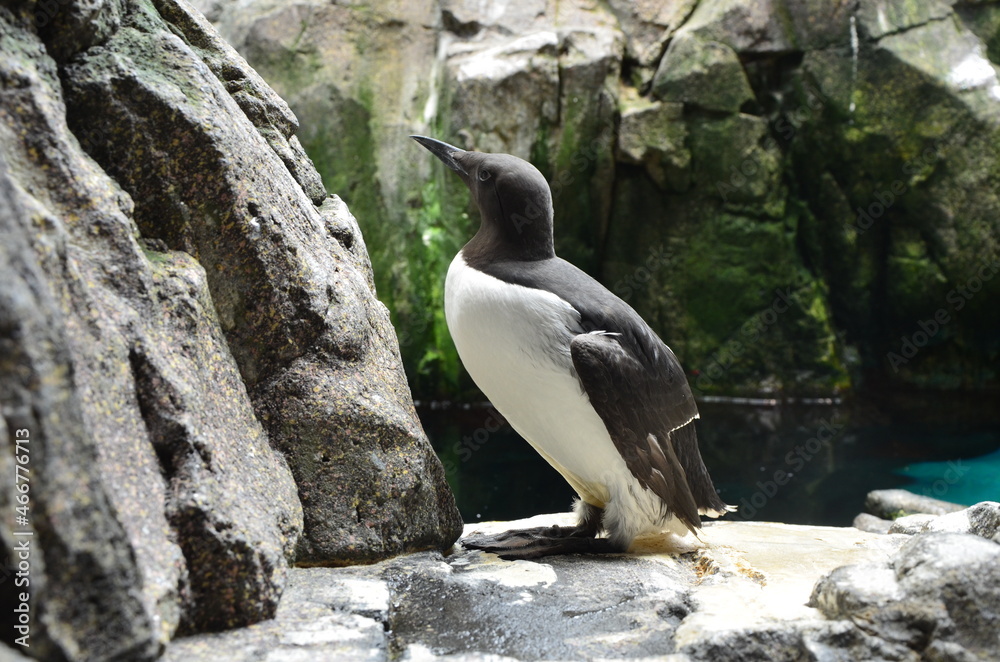 Obraz premium penguin on the rock 