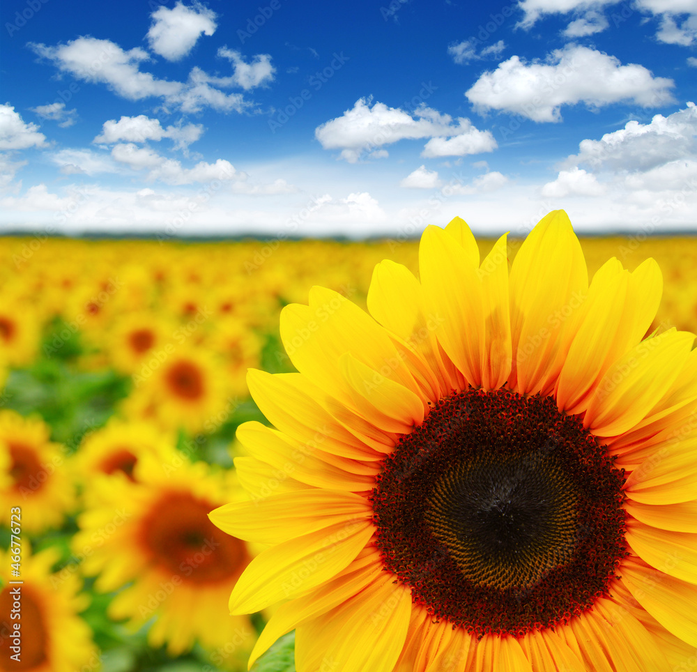 Fototapeta premium field of blooming sunflowers