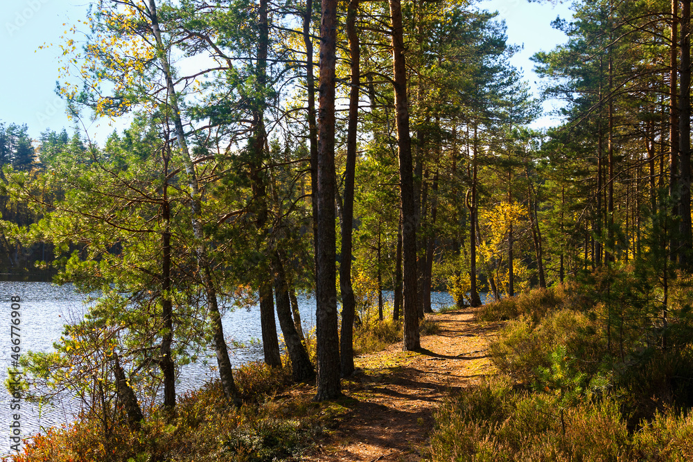 Obraz premium Autumn landscape on the shore of a forest lake