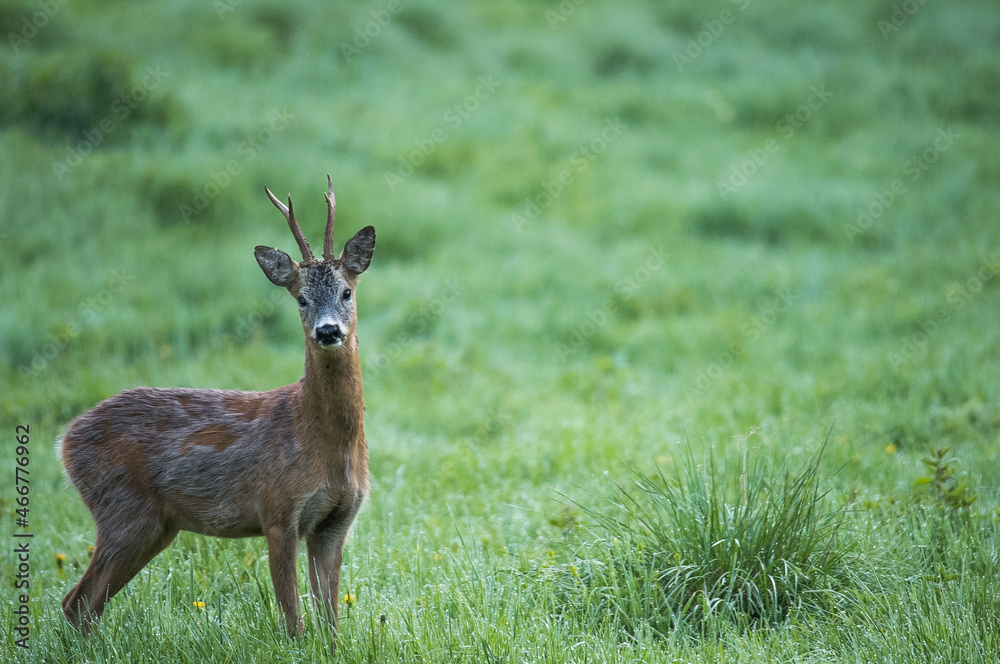 deer in the grass. deer in the grass.