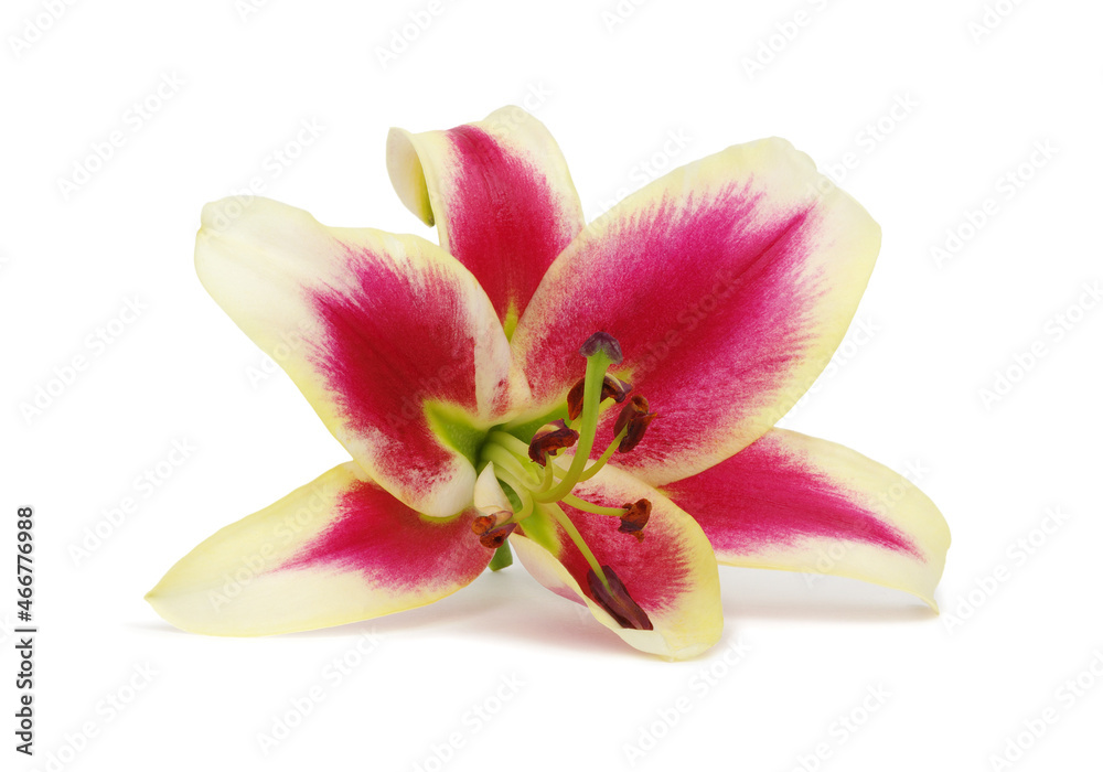 red lily flower isolated on white background.