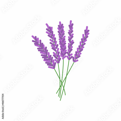 Hand drawn lavender tea herb Illustration