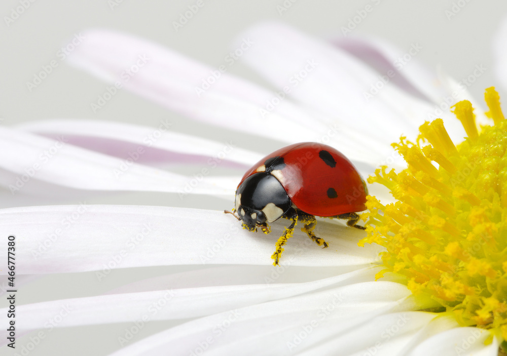 Obraz premium Ladybug on a flower