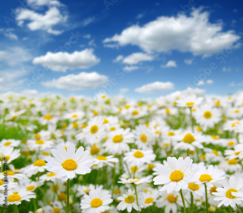 white daisies on blue sky