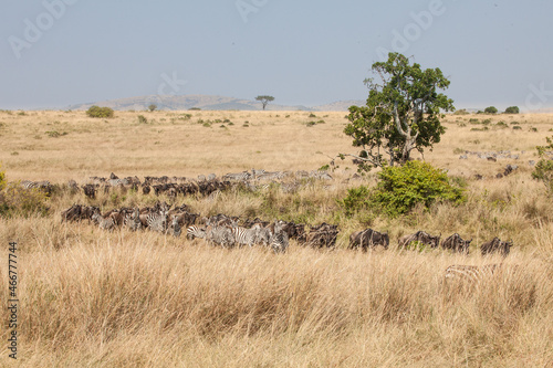 Incredible herds of wildebeests during the Great Migration in the famous Masai Mara Game Reserve in Kenya, Nairobi. We were surrounded by tens of thousands of Zebra and wildebeest on safari. photo