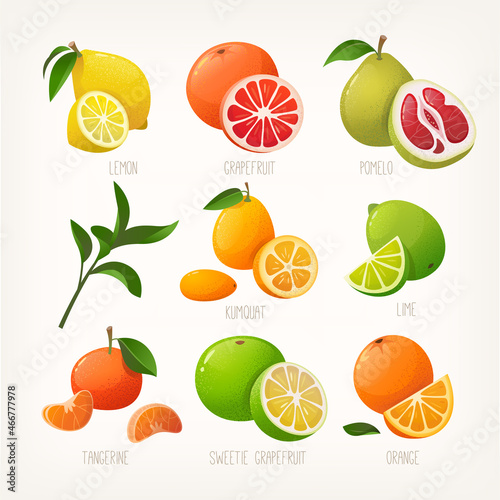 Collection of colourful illustrations of citrus fruit. Whole fruit with a slice. Common organic products at winter markets. Isolated vector images with names . 