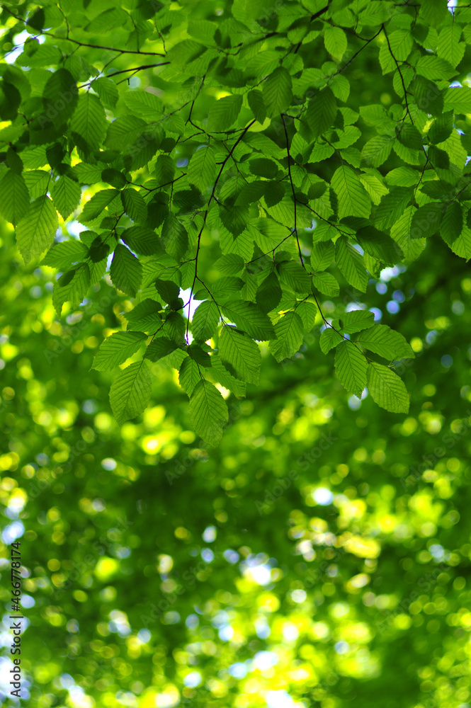 Green leaves background Green leaves background