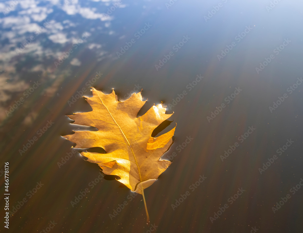 bright autumn oak leaf floating on water surface with cloudy sky reflection in rippled river water, autumn atmosphere image. fall season concept bright autumn oak leaf floating on water surface with cloudy sky reflection in rippled river water, autumn atmosphere image. fall season concept