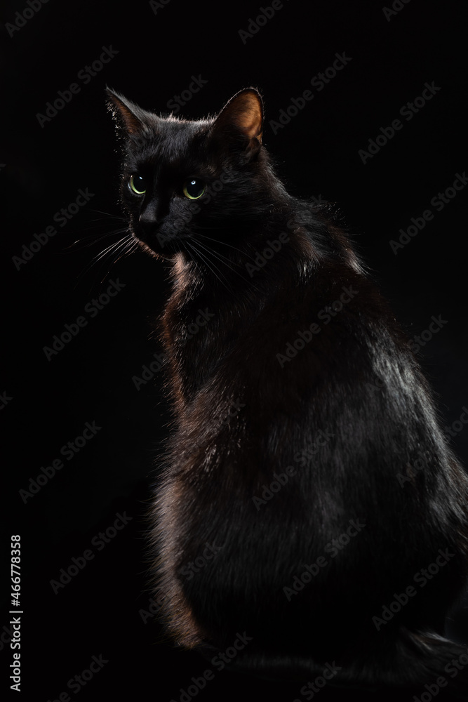 A black cat with green eyes sits on a black background. The animal turned through its back into the camera. Surprised and attentive look of the pet