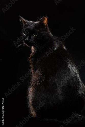 A black cat with green eyes sits on a black background. The animal turned through its back into the camera. Surprised and attentive look of the pet