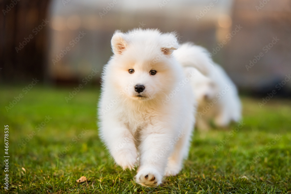 Adorable samoyed puppy running on the lawn Adorable samoyed puppy running on the lawn