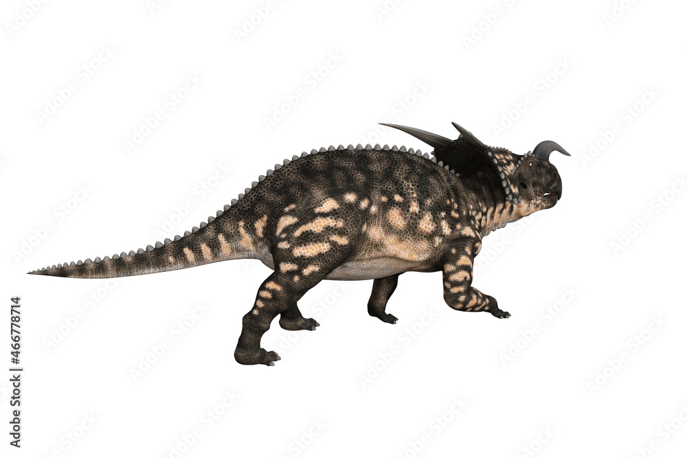 Fototapeta premium Einiosaurus in different angles and poses rendered on white background, 3D rendering illustration.