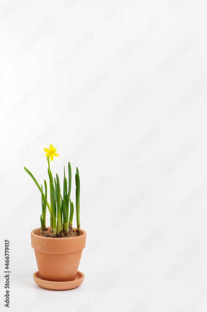 blooming daffodil in a clay pot on a white background
