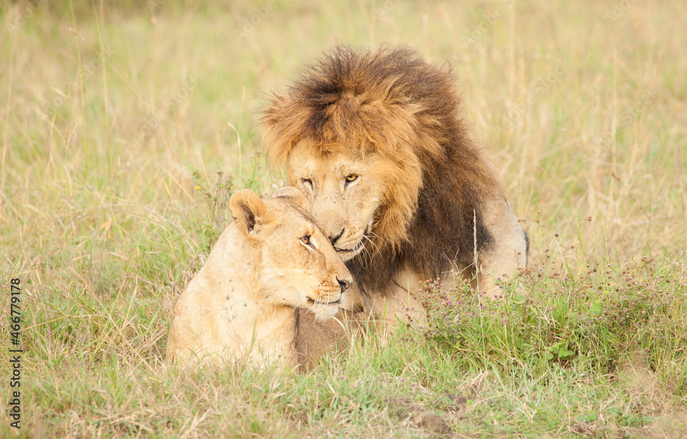 Mating lions snarling and tenderness in the wilds of the Masai Mara in Kenya