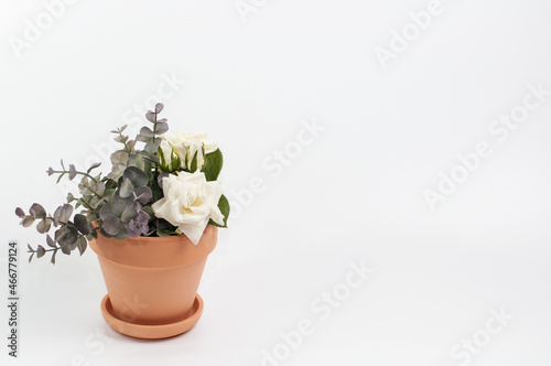 white rose and eucalyptus flower in a clay pot on a white background