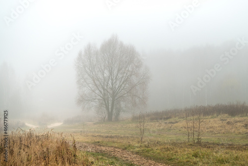 Large tree silhouettes in the autumn field in thick fog