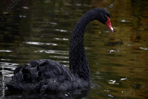 Beautiful black swans in the pond.
A black swans swimming on a pond with dark water. The black swans is reflected in the water. The mute swan.