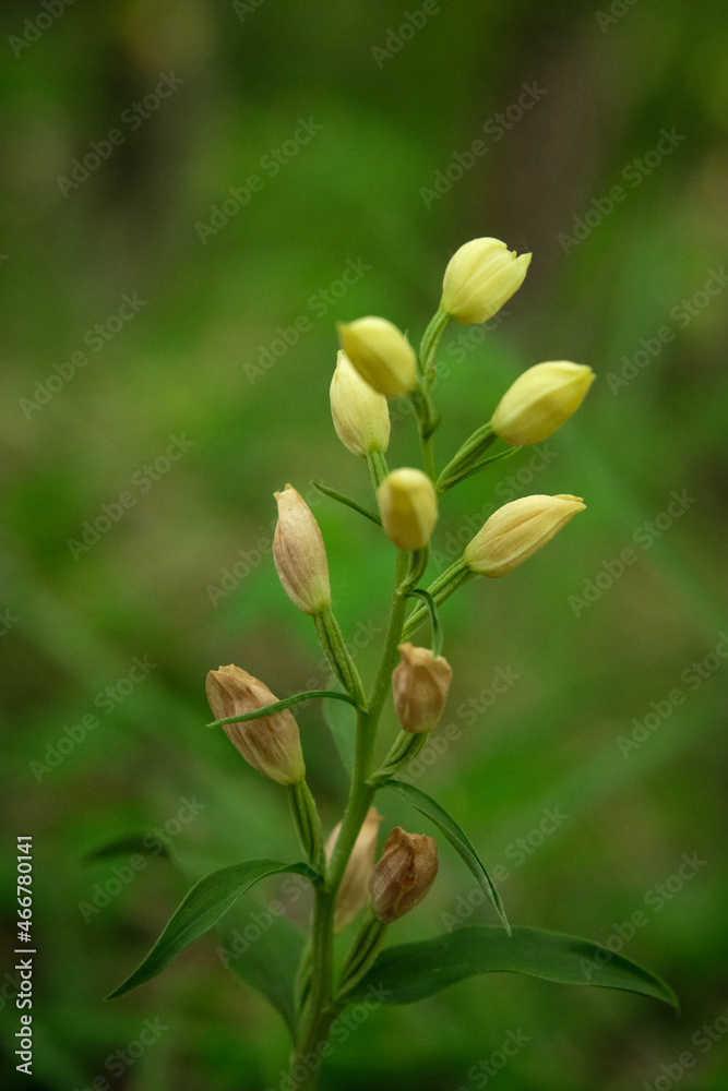 beautiful wild orchids in the forest beautiful wild orchids in the forest